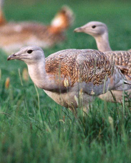 Az MTÉT területeken igényelhetô zonális tematikus elôíráscsoportok mindegyikében megtalálható a fokozottan védett földön fészkelô madárfajok védelmét célzó, kötelezô elôírás, a következôképpen: