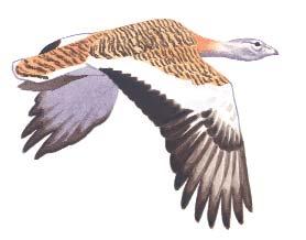 szántóterületeken egyaránt elôfordulnak. Túzok (Otis tarda) Gerle nagyságú, hosszú szárnyú és villás farkú madár.