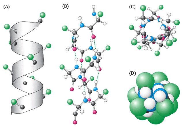 Az α-hélix ismérvei: jobbmenetes 3,6 aminosav menetenként 0,54 nm menetmagasság 0,15 nm emelkedés/aminosav periodikus: