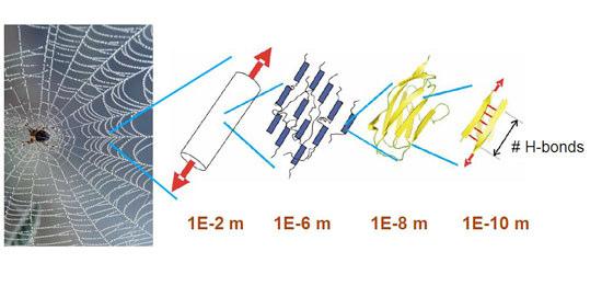 A parallel redőzött réteg térszerkezet: α α α α α α Selyemfibroin béta-redőzött réteg Gly Ala Gly Ala Gly