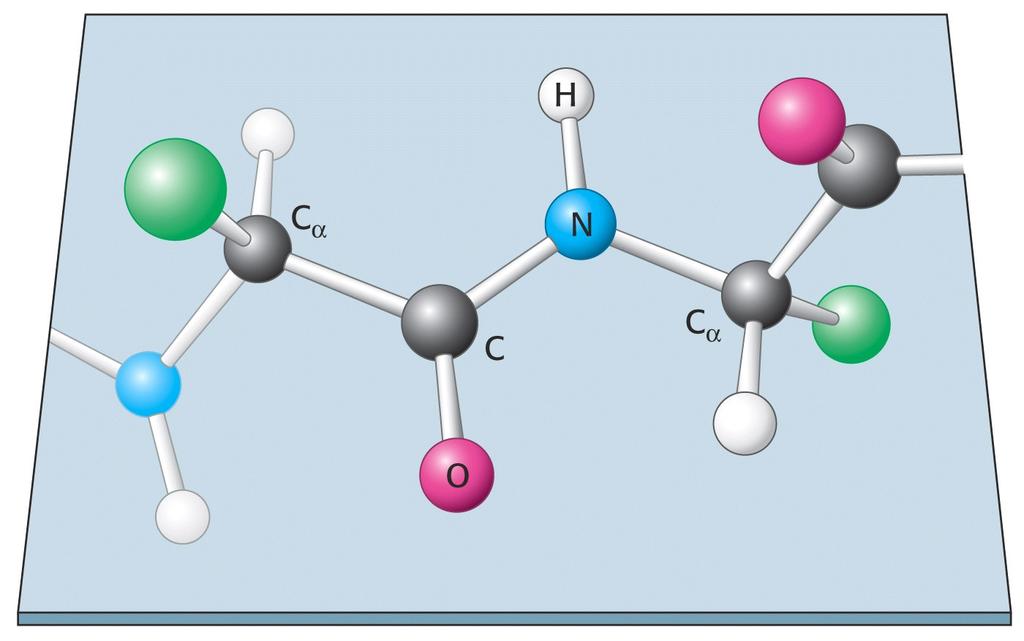 A peptidkötés planáris térszerkezet: 6 atom egy