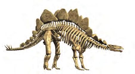 Az élet lehetőségei és az evolúció C lelet A koponya hátsó részéhez egy aránylag rövid, csontos nyakfodor tartozott.