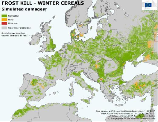 Európai téli fagykárok zöld nincs fagykár,