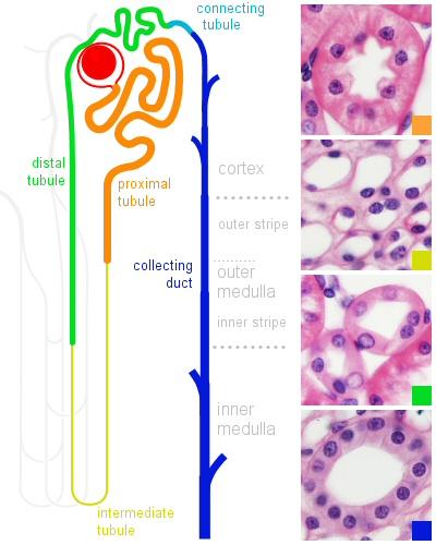 gyűjtőcsatornák hormonális szabályozás nagyrészt itt érvényesül vizelet végső összetételének (ozmolaritás, urea- tartalom, sav-bázis, K +) beállítása Na+ transzport: kis hányad (5%), de ez