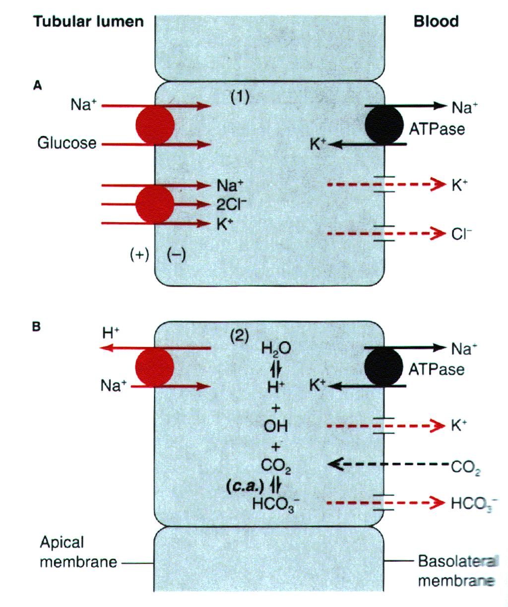 Proximal tubulus: Na+/H+ kotranszporter 70% Na+-glucose cotranszporter Na+-Pi Na+-aminosav Na+-tejsav Henle kacs vastag felszálló