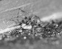 bogarak (Cleridae), a fürkészdarazsak (Ichneumonidae) valamint a mindenhol jelenlevő pókok (1. a b. kép). Szélességi fokunkon a házicincér /Hylotrupes bajulus (L.