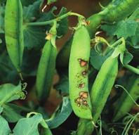 A borsóperonoszpóra (Peronospora pisi) változó mértékben károsít hazánkban. Az általa okozott kár mértéke csapadékos nyarakon lehet jelentôsebb.