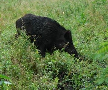 és madárfajok (elfogyasztás, tojások-, kicsinyek elfogyasztása). A túrások emellett gazdasági kárt is okozhatnak az embereknek (utak, kertek felforgatása).