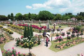 Természet 自 Séta a Sikisima Parkban 然 敷島公園コース Sikisima Park és Rózsakert 敷島公園ばら園 Ebben a városlakók pihenését szolgáló parkban a város rózsakertje mellett