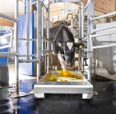 Csülökápolás A csülkök és lábak egészségi állapota nagymértékben befolyásolja a tejtermelést, a tehén korát és a gazdaságosságot.
