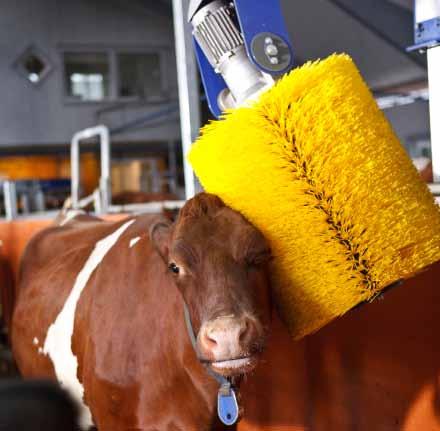 Tehénkefék A magas tejhozam záloga a tehenek jó közérzete. A DeLaval tehénkefék javítják az állatok közérzetét és elősegítik a megfelelő tehénforgalmat az istállóban.
