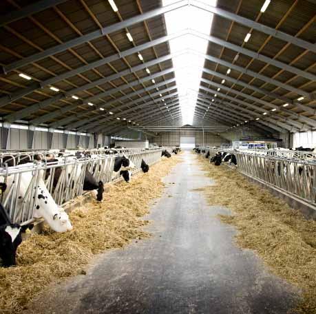Etetőkorlátok A tehenek naponta kb. négy órát töltenek az etetőasztalnál. Az elégséges takarmányfogyasztáshoz döntő fontosságú az állatok komfortérzete evés közben.