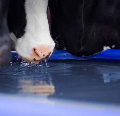 Itatóvályúk és itatócsészék A tej majdnem 90%-a víz, ezért a tehenek vízfogyasztása jelentősen befolyásolja tejhozamukat.