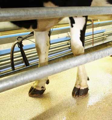 Ez a kombináció ellenáll a tejjtermelő telepeken napi szinten előforduló mechanikus és vegyi hatásoknak. A felső réteg adja a felület mintázatát, amely még nedves környezetben sem csúszik.