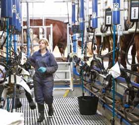 HB30 halszálkás fejőház javítja a termelékenységet a fejőkomfort és a megfelelő tehénpozícionálás révén, így egyszerűbb és biztonságosabb a hozzáférés a tehenekhez.