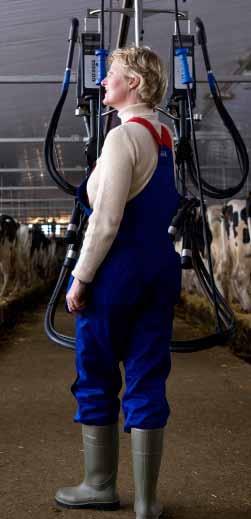 A kötött tartású istállókba tervezett DeLaval fejőegységek komfortos környezetet teremtenek a fejő és a tehén számára a tehenek optimális közérzete érdekében.
