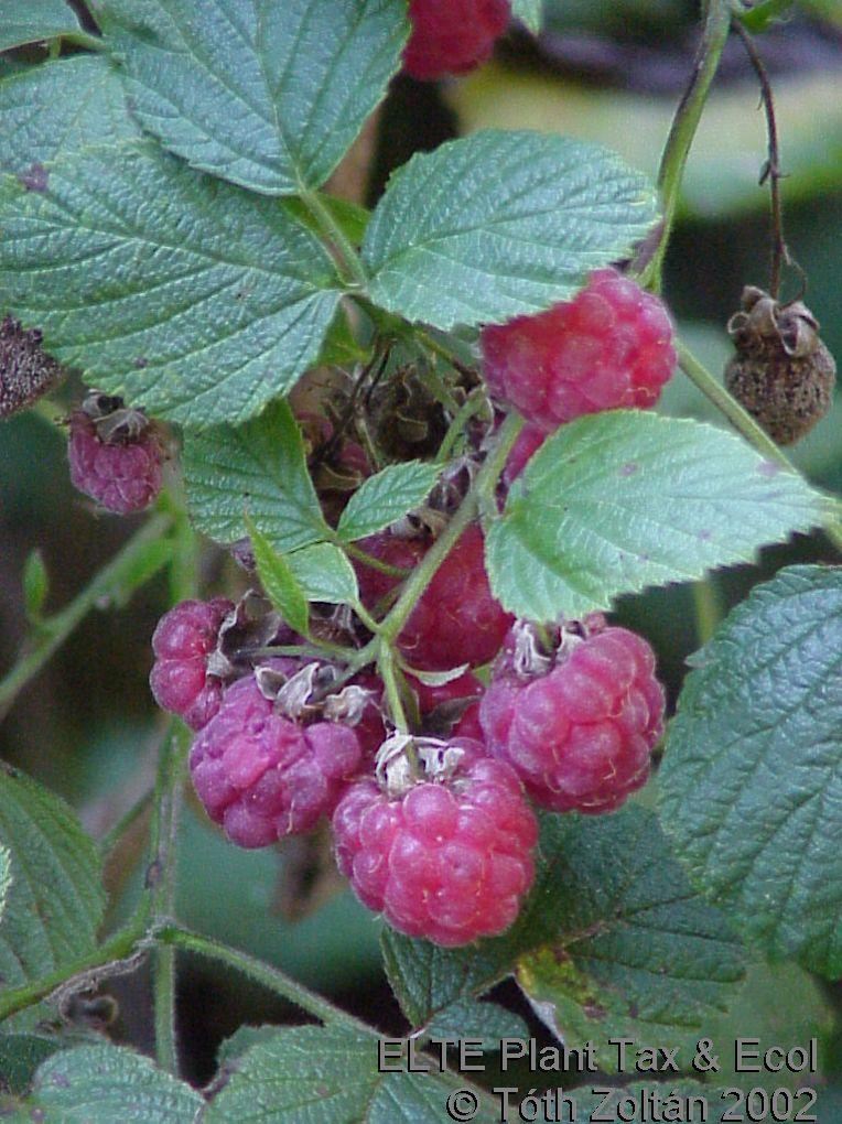 Cserjefajok Rubus
