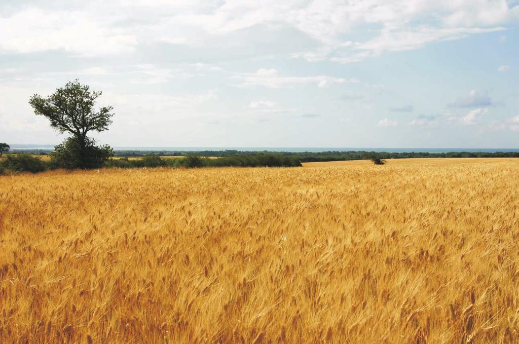 VESSEN ÖN IS DURUMBÚZÁT! Az MF Agrária Kft.