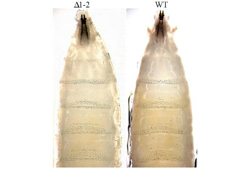 Δ1-2-re heterozigóta legyek szárnyának hátsó része gyakran a Contrabithorax mutációkra emlékeztető módon részlegesen