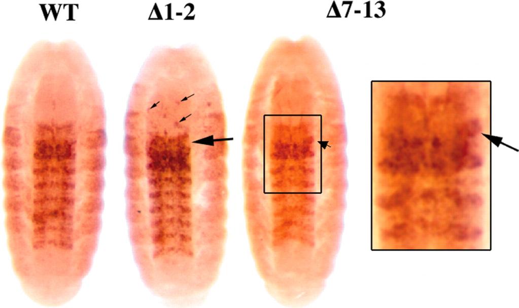 Vad típus Δ1-2 Δ7-13 8. ábra Az Ubx kifejeződése a PRE-deléciós embriókban. Kb. 16 órás embriókat festettünk UBX-ellenanyaggal.