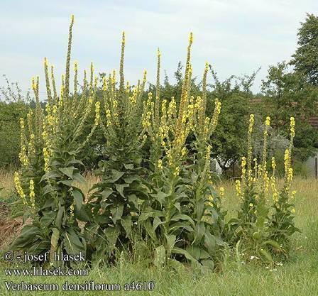 Verbascum densiflorum