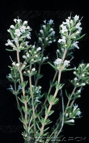 gracilis Thymus zygis