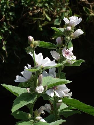 Althaeae folium orvosi ziliz levél Althaea officinalis L.