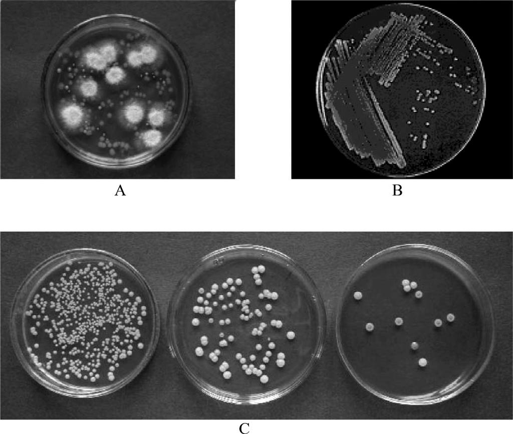 Mikrobiológiai vizsgálati módszerek 10.1. ábra - Lemezöntési és szélesztési módszerek.