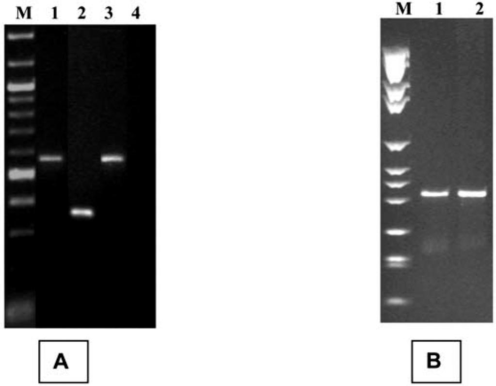 Mikrobiológiai vizsgálati módszerek 10.16. ábra - E. coli törzs és O157:H7 szerotípus (A), valamint Yersinia enterocolitica európai szerotípus (B) detektálása specifikus PCR primerpárok segítségével.