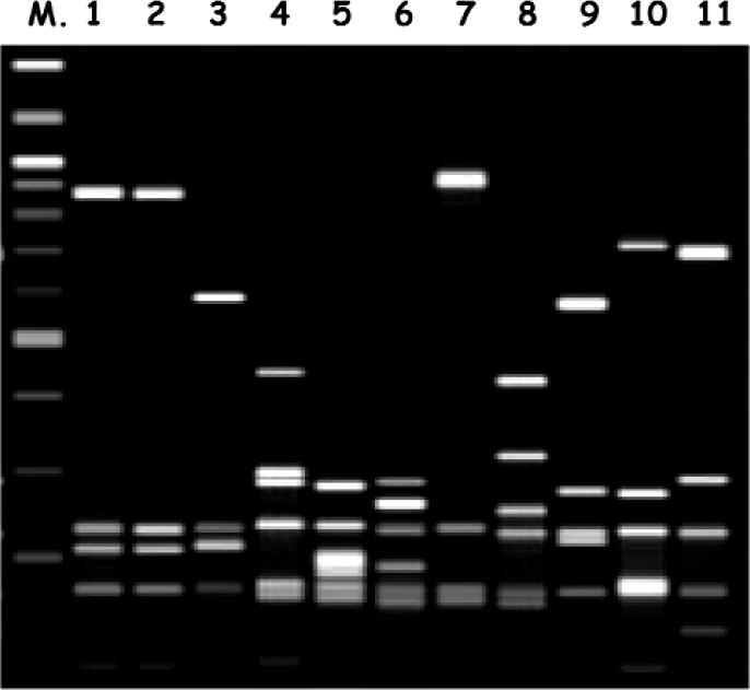 Mikrobiológiai vizsgálati módszerek A multiplex PCR módszer esetében egyidejűleg alkalmaznak több mint egy primer párt.