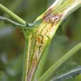 Szklerotínia Aranyat ér Hatásspektrum A Propulse-t a virágzás stádiumában alkalmazva a szártôkorhadást, fehérszárúságot okozó Sclerotinia sclerotiorum és a repce becôrontó Alternaria brassicae