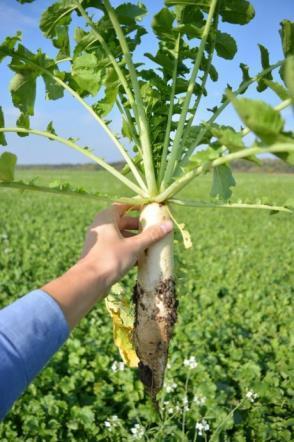 Néhány a sok növény közül. Daikon retek Raphanus sativus var.