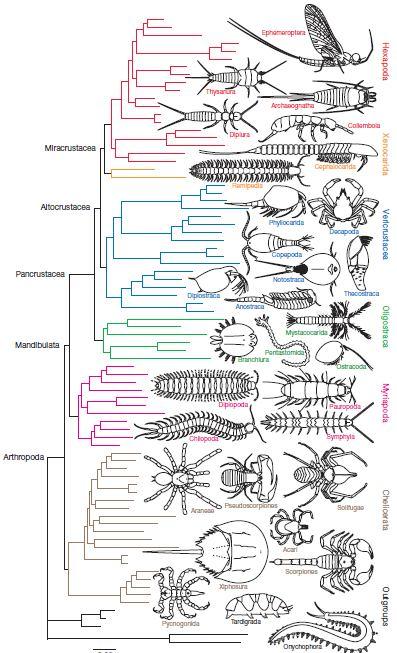 Crustacea: nem monofiletikus