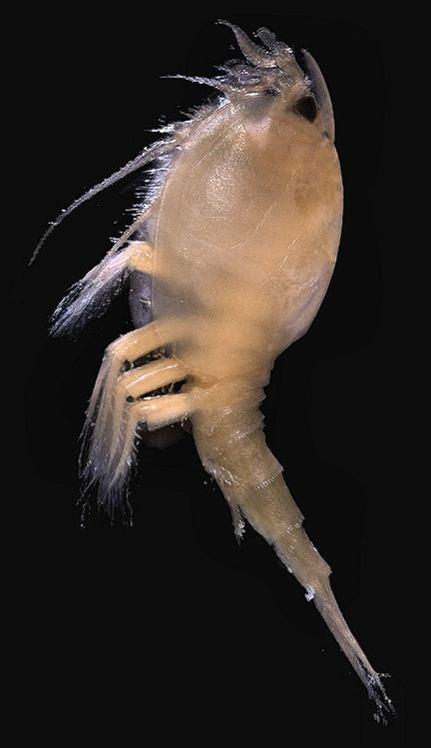 Subclassis Phyllocarida (36 faj) 8 potrohszelvény (7+telson) nyélen ülő összetett szemek nincsenek állkapcsi lábak Toron levéllábak carapax Classis Malacostraca Subclassis Phyllocarida Subclassis