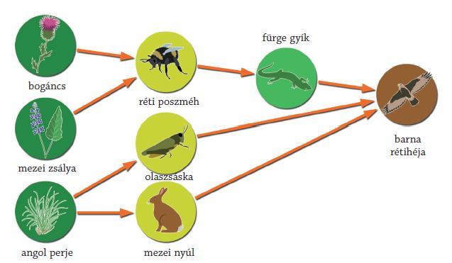 egyed-fejlődését. Ugyancsak itt találunk speciális, a táplálékhálózatokkal kapcsolatos ábrákat.
