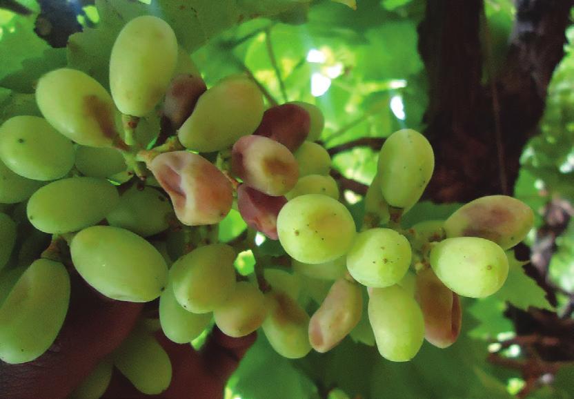Dithane M-45, Dithane DG Neo-Tech, Vondozeb Plus) várakozási ideje mind bor- mind csemegeszőlőben 56 nap, tehát alkalmazásuk csak az késői, októberi szüretelésű fajtáknál jöhet számításba.