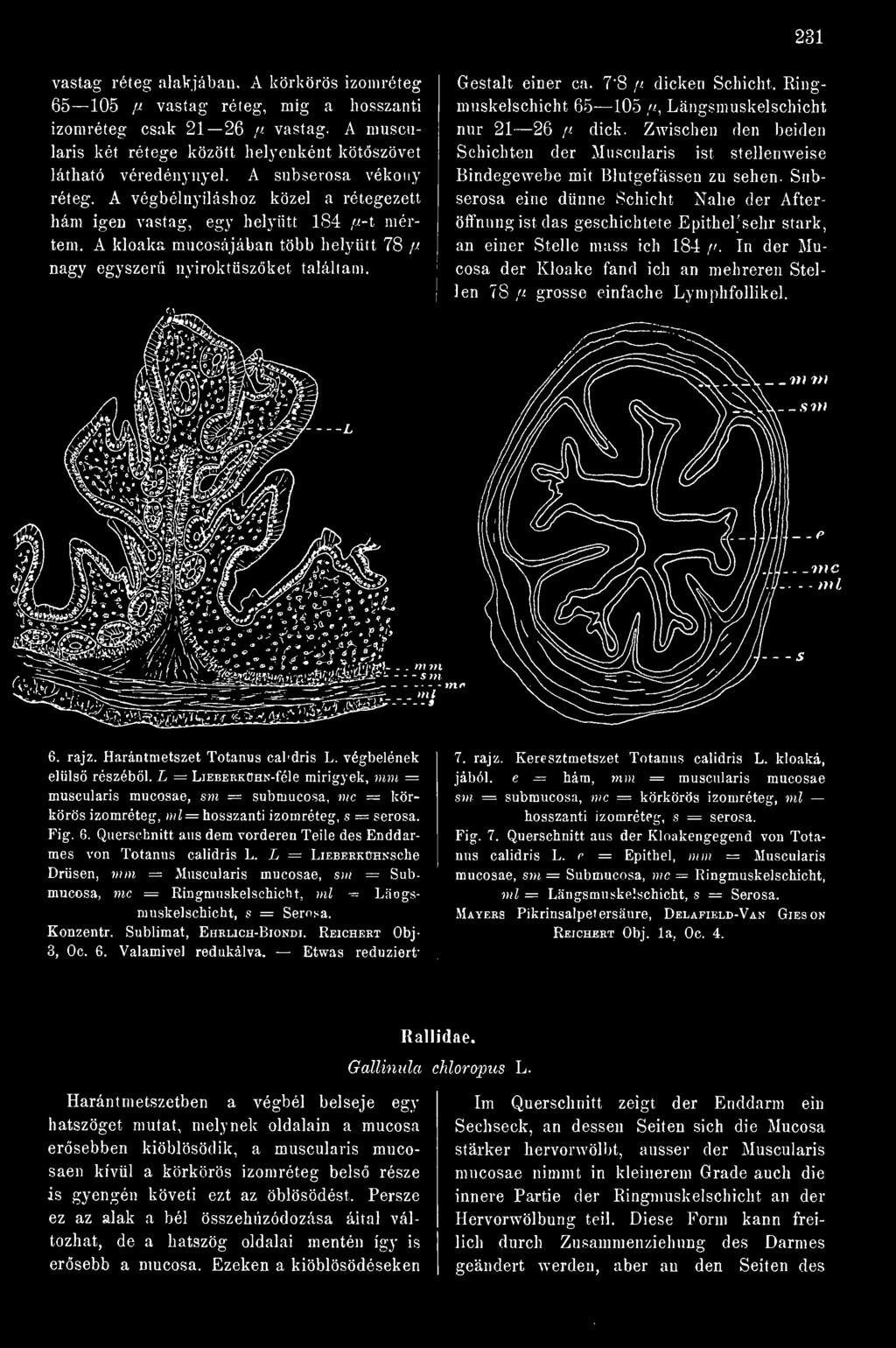 Subserosa eine dünne Schicht Nahe der Afteröflnnng ist das geschichtete Epithel'sehr stark, an einer Stelle mass ich 184,". In der Mucosa der Kloake fand ich an mehreren Stellen 78!