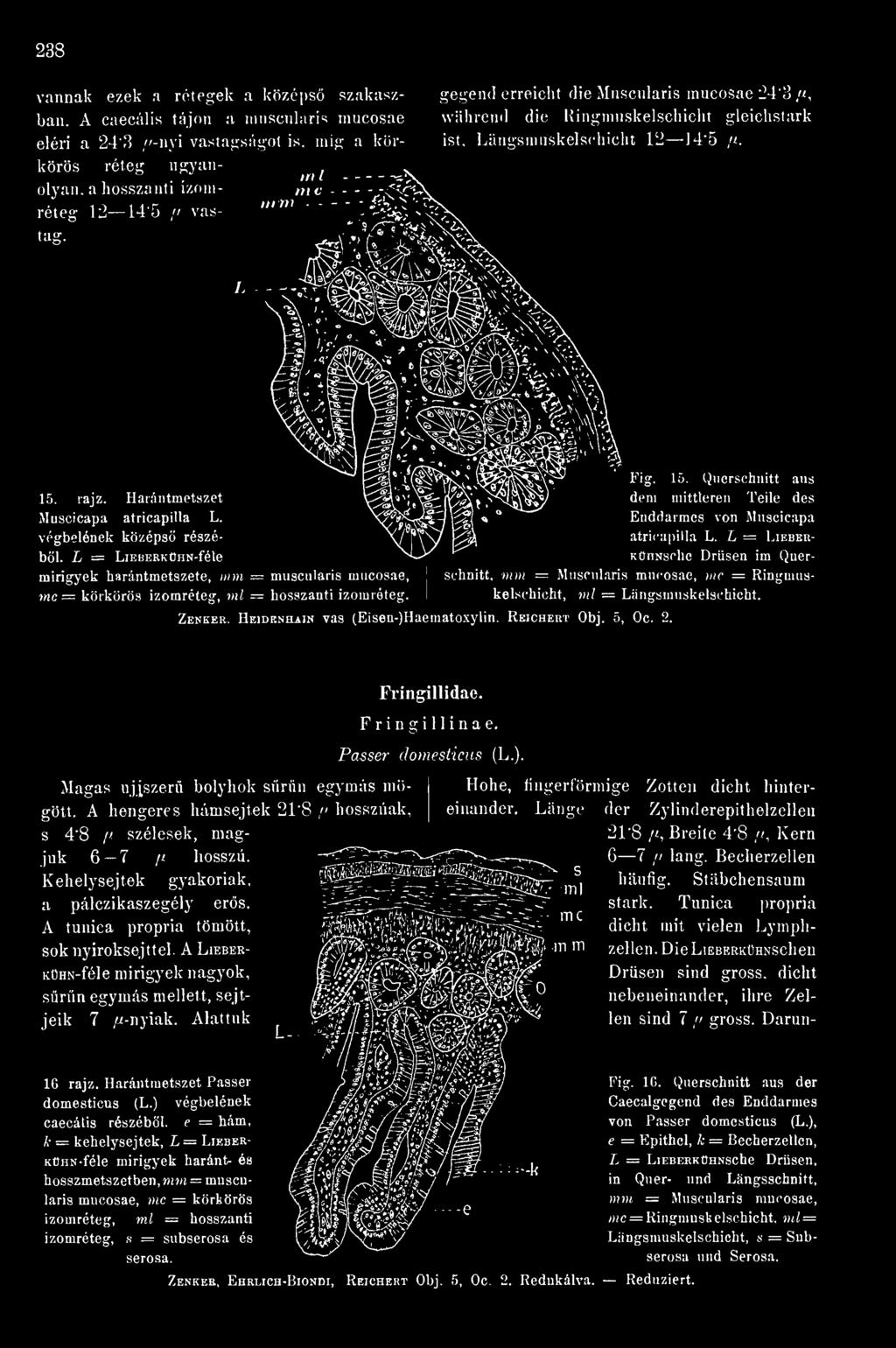 Heidenhain vas (Eisen-)Haematoxylin. Reichert Obj. 5, Oc. ml = Längsmuskelschicht. Fringillidae. Fringillinae. Passer domesticus (L.). Magas uj.iszerü bolyhok srn egymás mögött.