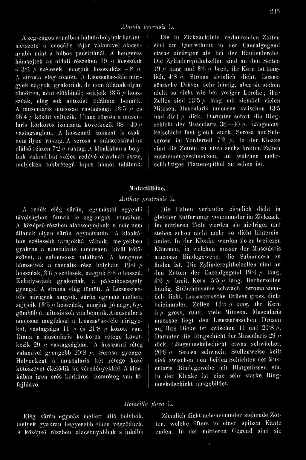 A serosa a subserosával az elüls részen 7'2 /> vastag. A kloakában a bolyhok valami hat széles redvé olvadnak össze, melyeken többréteg lapos hámot találunk. ari'ciisis L.