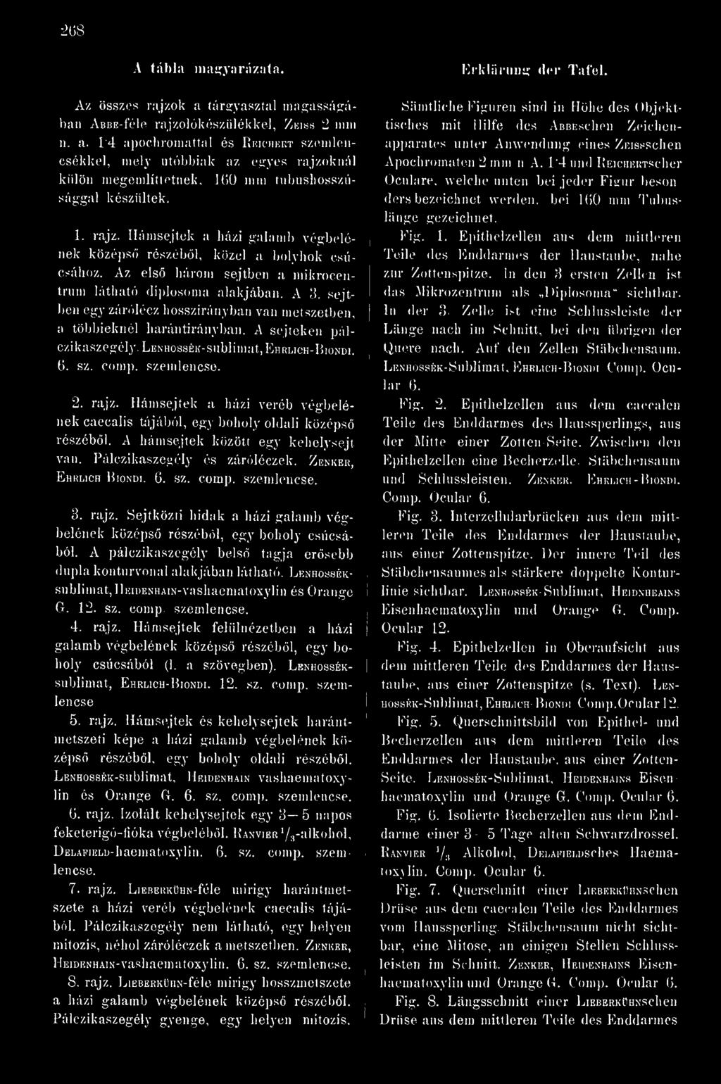 LENHossÉK-sublimat, Ehrlich-Biondi. 6. sz. comp, szemlencse. 2. rajz. Hámsejtek a házi veréb végbelének caecalis tájából, egy boholy oldali középs részébl. A hámsejtek között egy kehelysejt van.