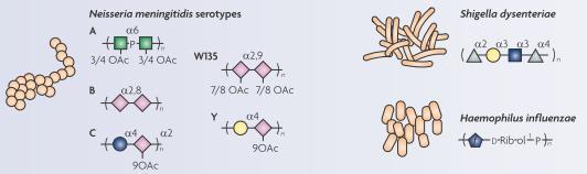 Antibakteriális szénhidrát vakcinák Forrás: Nature Reviews Drug Discovery,