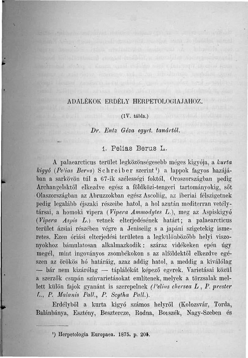 ADALÉKOK ERDÉLY HERPETOLOG1AJAHOZ. (IV. tábla.) Dr. Entz Géza egyet, tanártól. 1. Pelias Berus L.