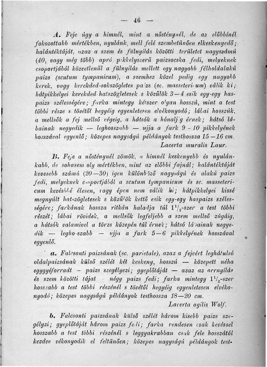 46 Á. Feje úgy a hímnél, mint a nősténynél, de az előbbinél fokozottabb mértékben, nyúlánk, mell felé szembetűnően elkeskenyedő; halántéktáját, azaz a szem és falnyílás közötti területet nagyszámú