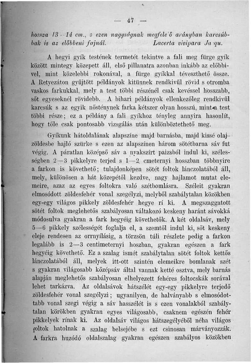 47 hossza 13 14 em., s ezen nagyságnak megfele'ö arányban karcsúbbak is az elobbeni fajnál. Lacerta vivipara Ja ;qu.