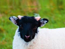 Megnevezés Nettó ár Bruttó ár Friss ír bárány kötözött lapocka, csont nélkül 2799,- 3 554,73 Friss ír bárány comb, csont nélkül 6689,- 8 495,03