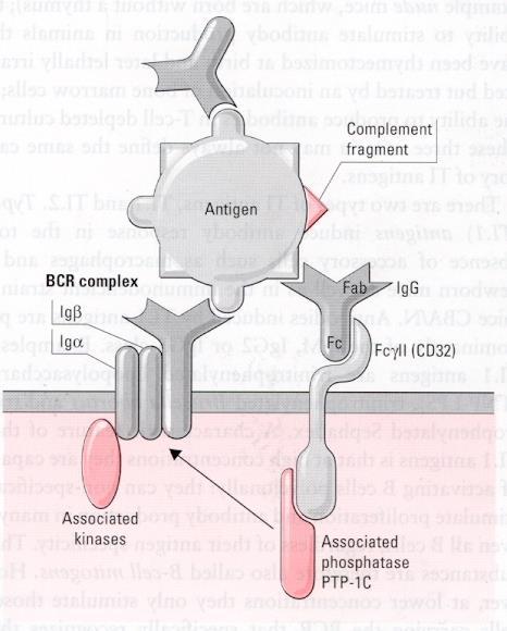 B sejt gátlás FcγRII (CD32) jelátvitellel Ellenanyag túlsúly: a B sejt aktiváció gátlása.