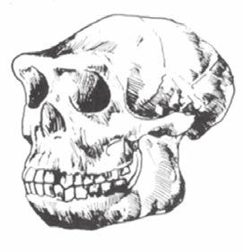 koponyacsontleletek alapján A jávai előember koponyája