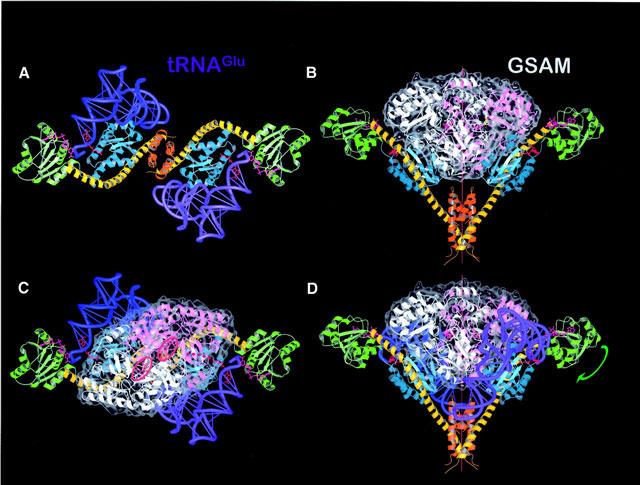 IntEnz Integrated Enzyme Database Keresés:EC szám, név, katalizált reakció Abstract: mechanizmus, metabolikus kapcsolatok, hivatkozások Linkek: ExPASy Példa: