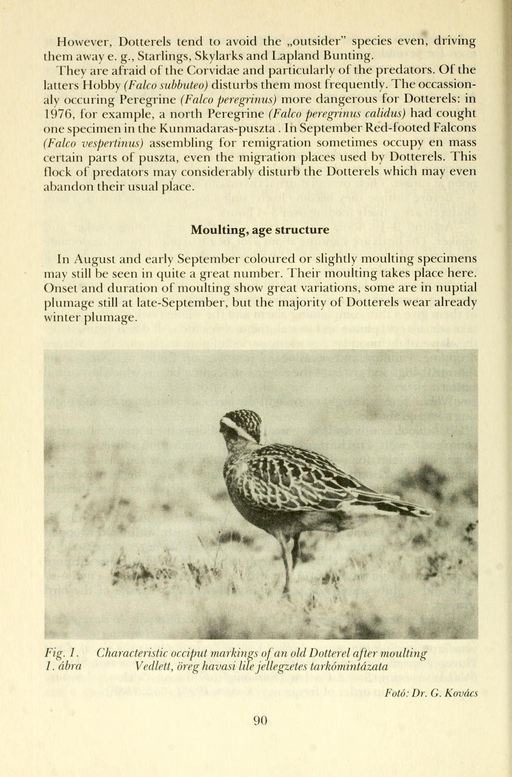 However, Dotterels tend to avoid the outsider" species even, driving them away e. g., Starlings, Skylarks and Lapland Bunting. They are afraid of the Corvidae and particularly of the predators.