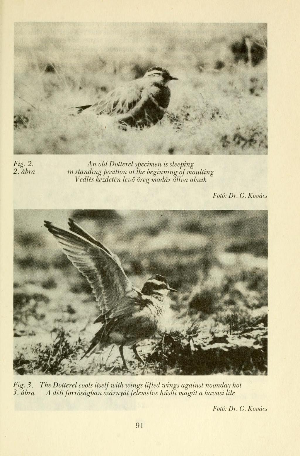 Fig. 2. An old Dotterel specimen is sleeping 2. ábra in standing position at the beginning of moulting Vedlés kezdetén levő öreg madár állva alszik Fotó: Dr. G.